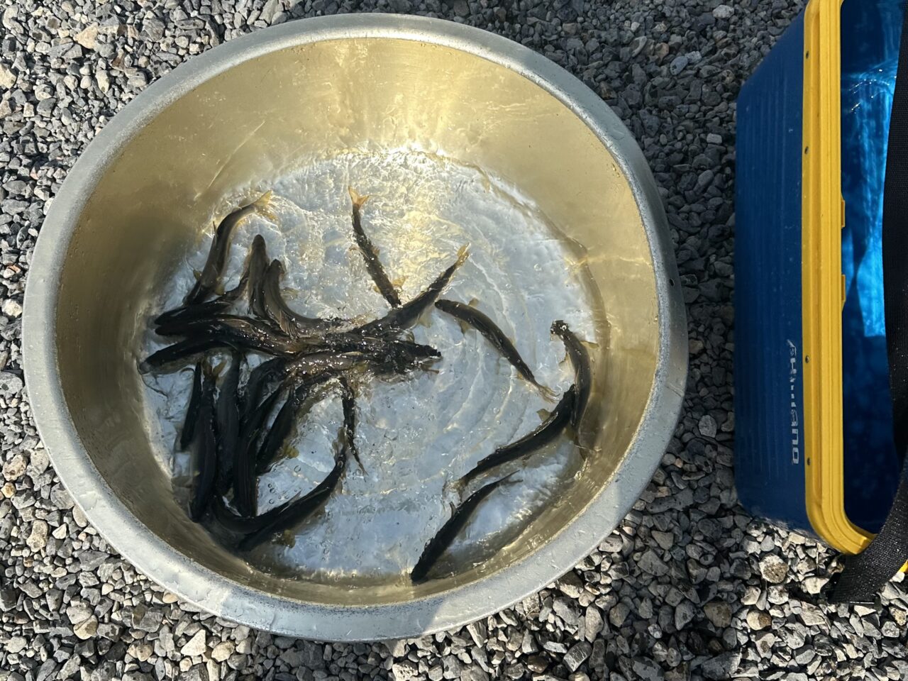 本日の釣果