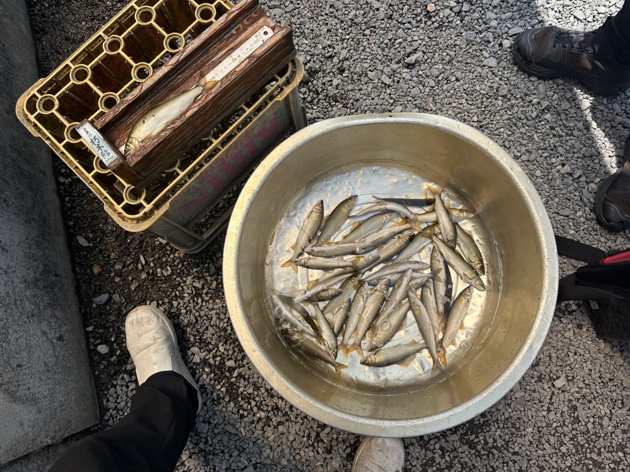 本日の釣果