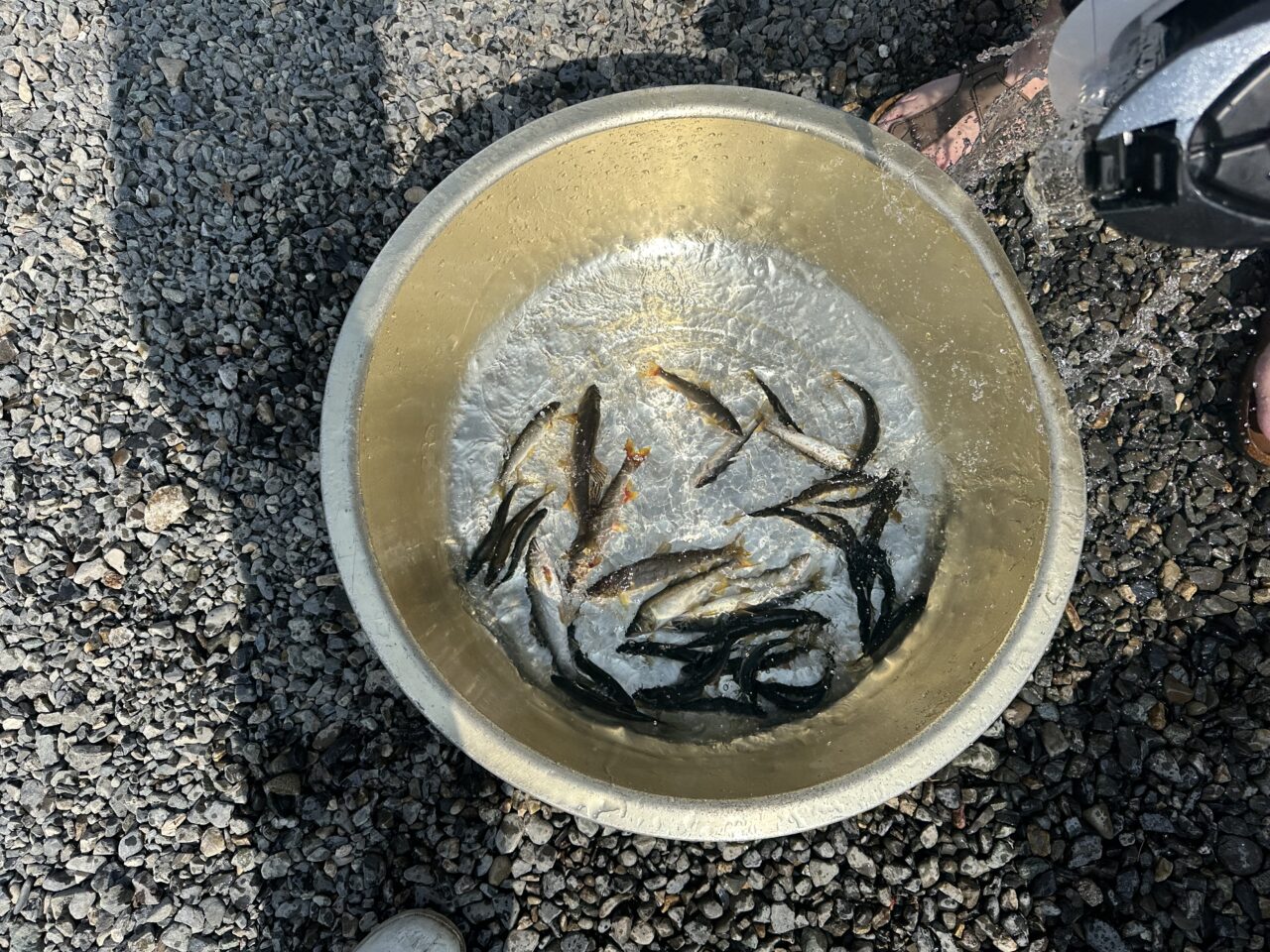 本日の釣果