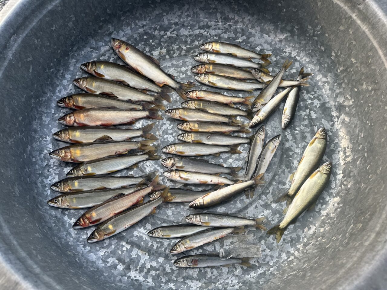 本日の釣果