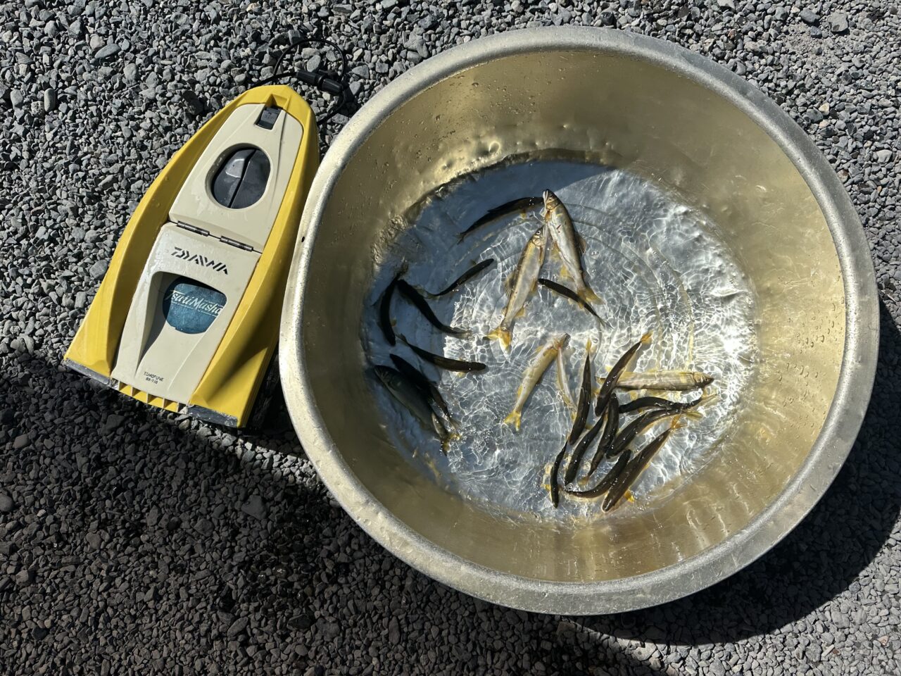 本日の釣果