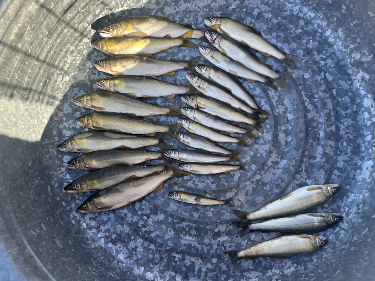 本日の釣果