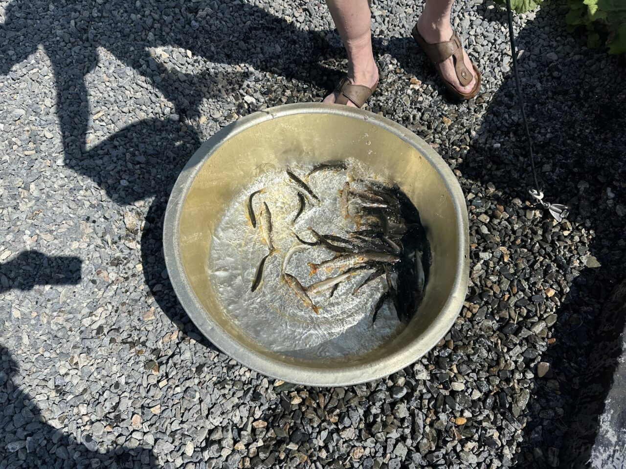 本日の釣果