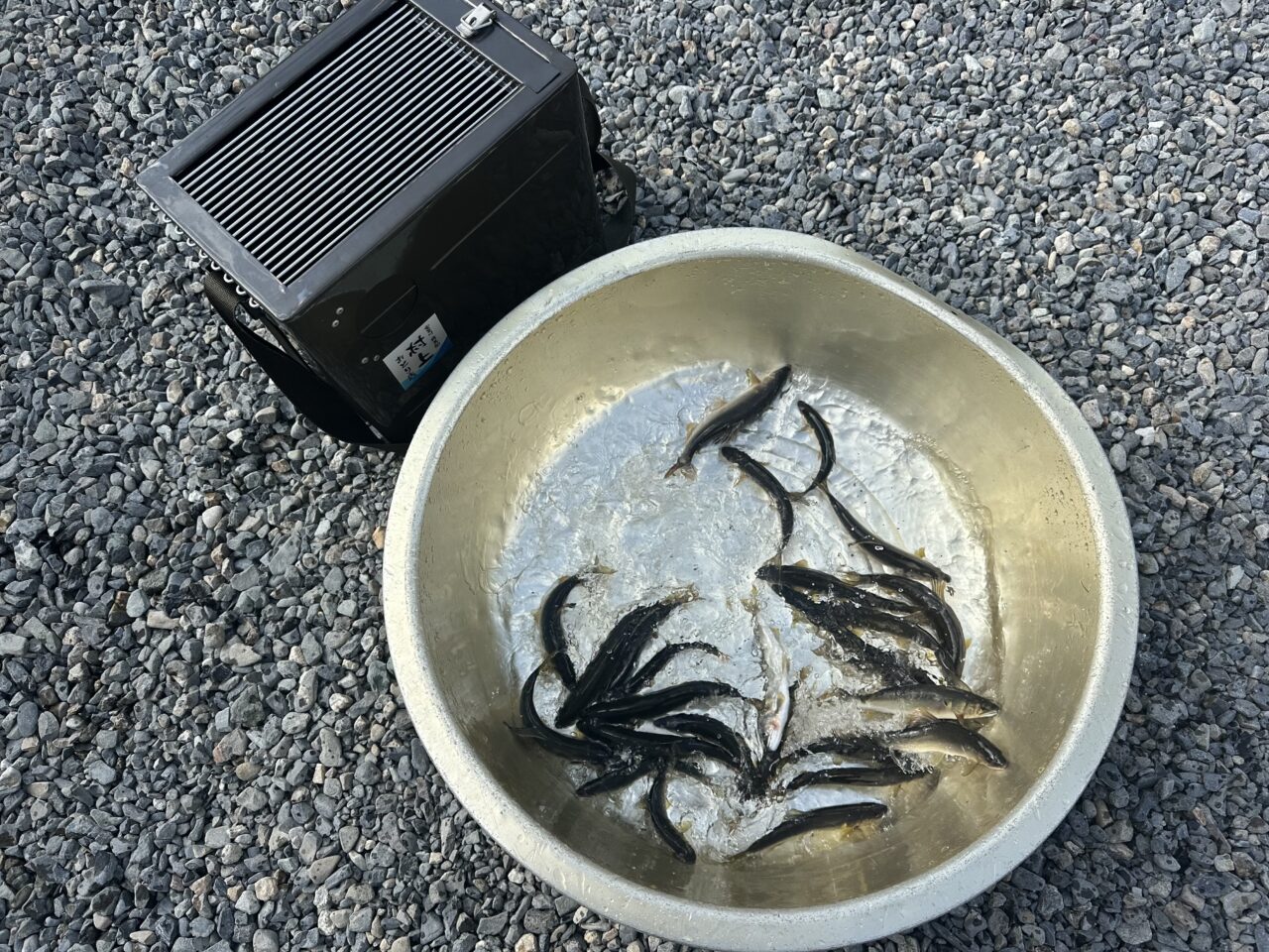 本日の釣果