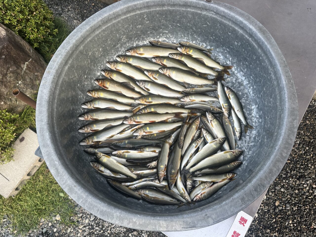 本日の釣果