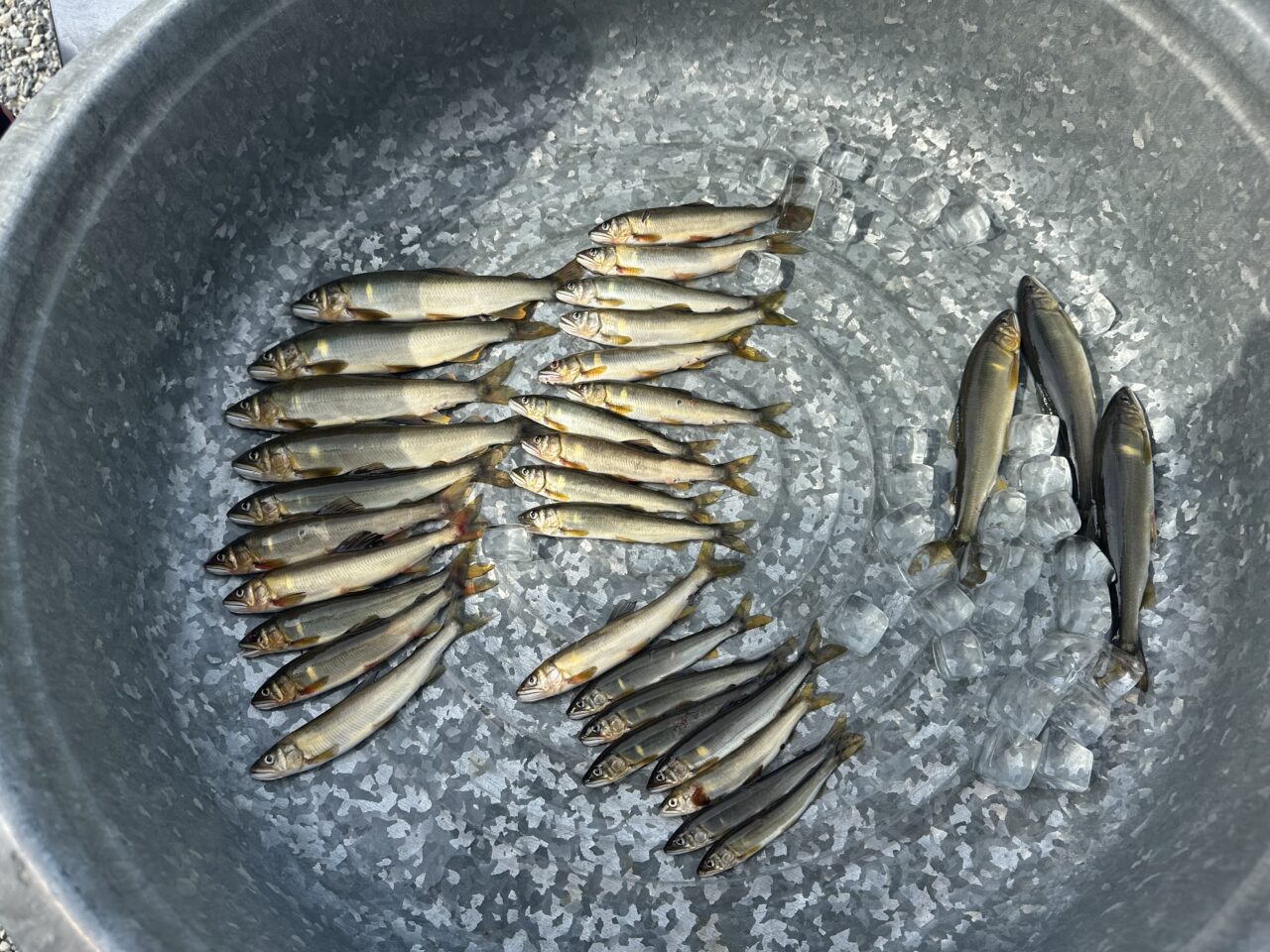 本日の釣果