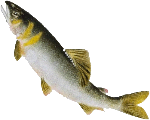 鮎