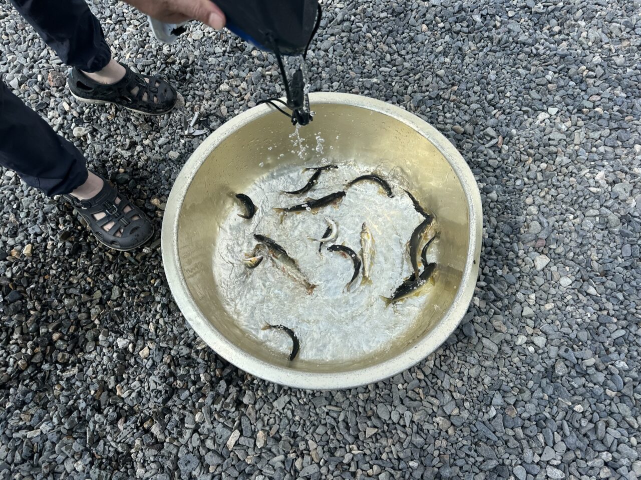 本日の釣果