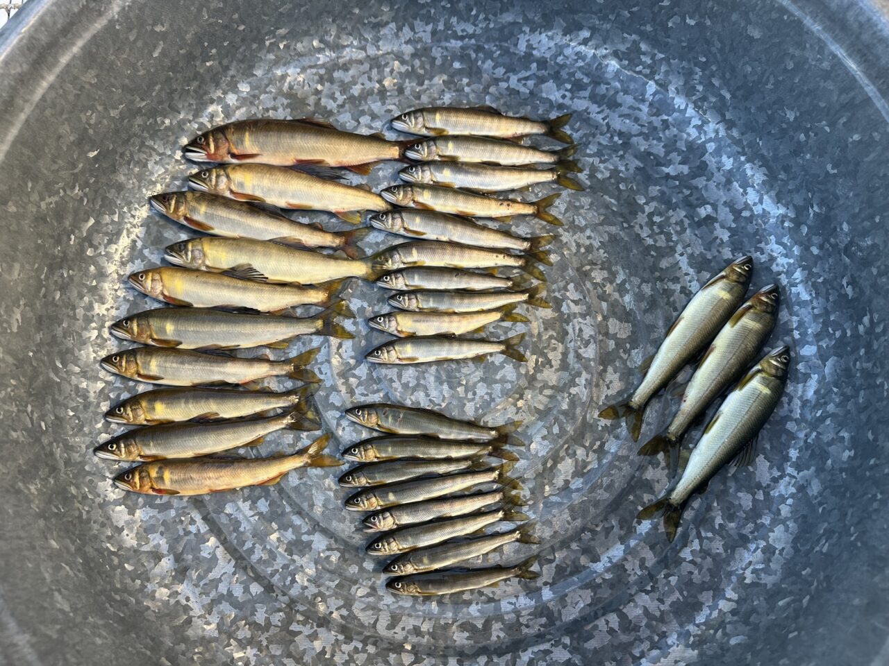 本日の釣果