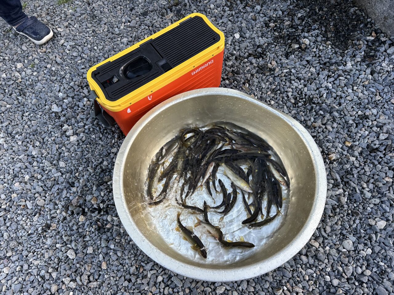 8/7 本日の釣果