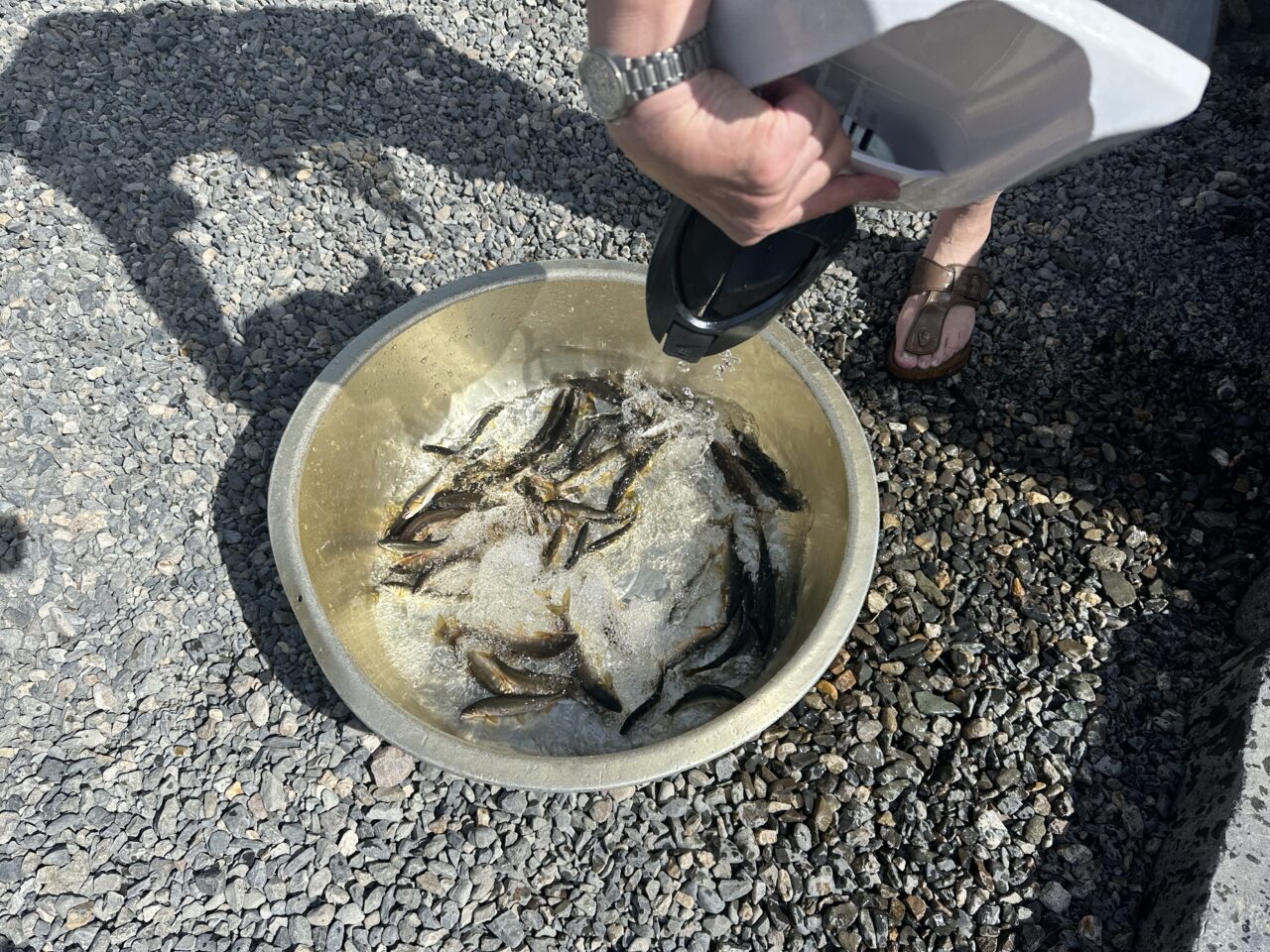 8/8 本日の釣果