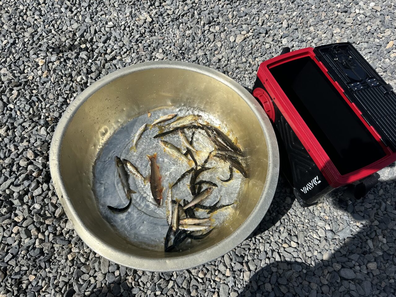 本日の釣果