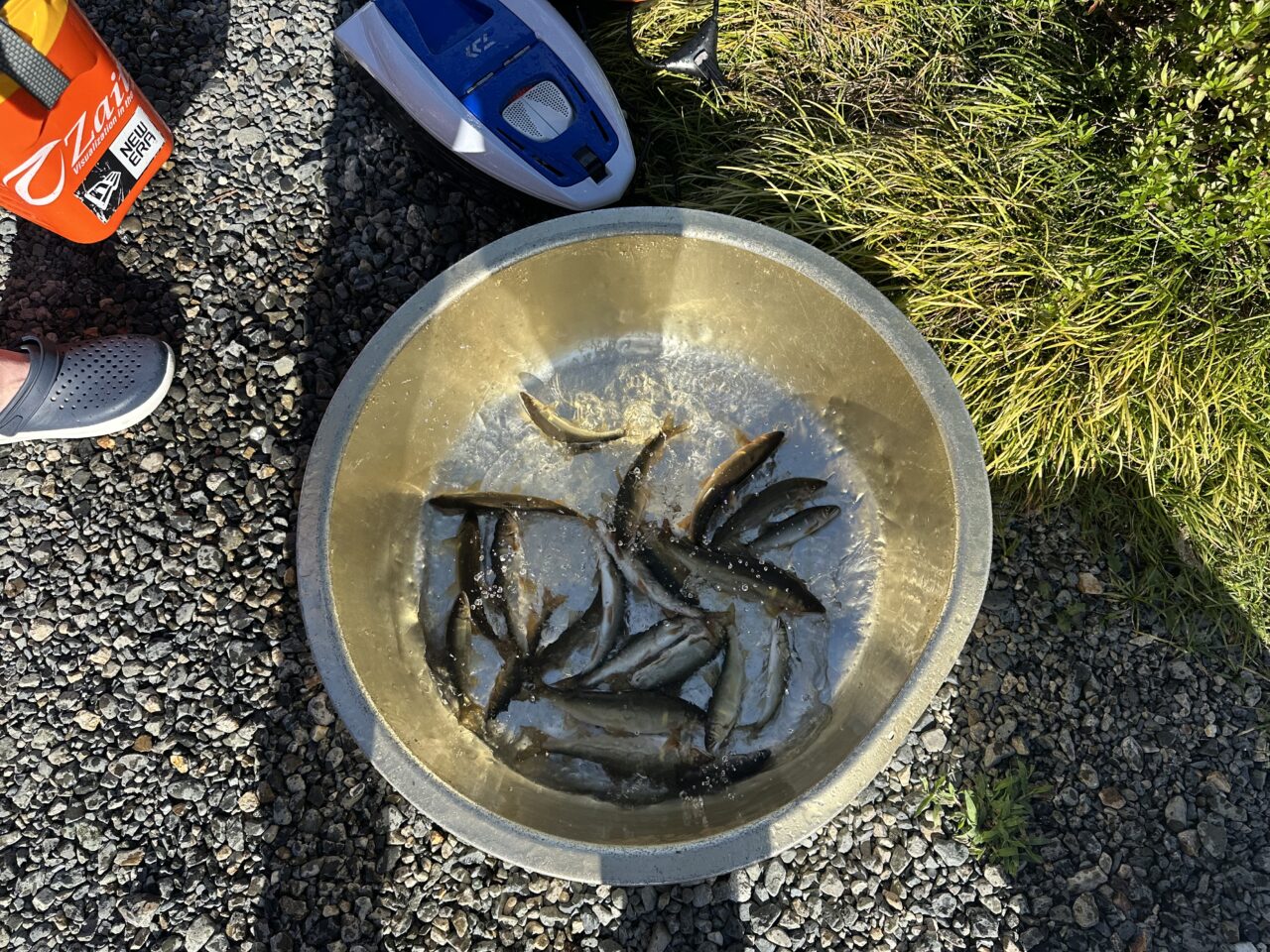 8/14 本日の釣果