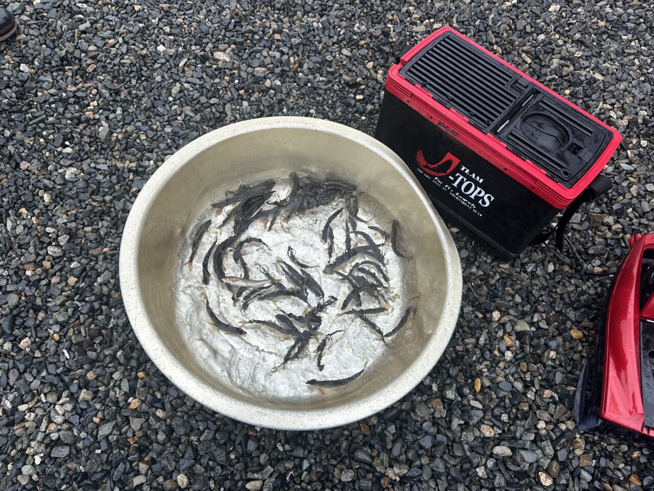 9/4 本日の釣果