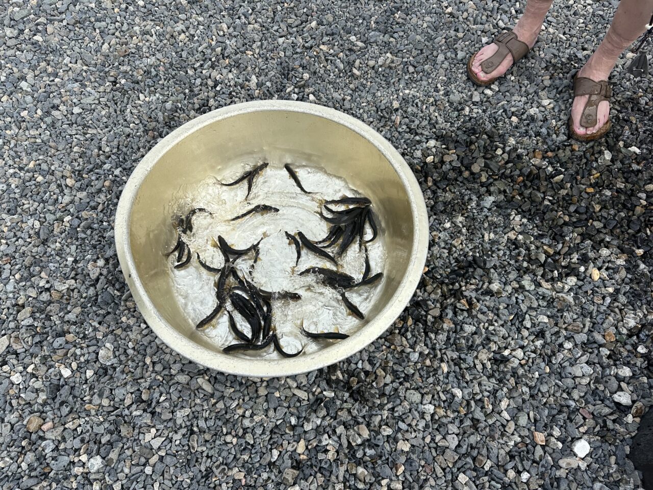 9/19 本日の釣果