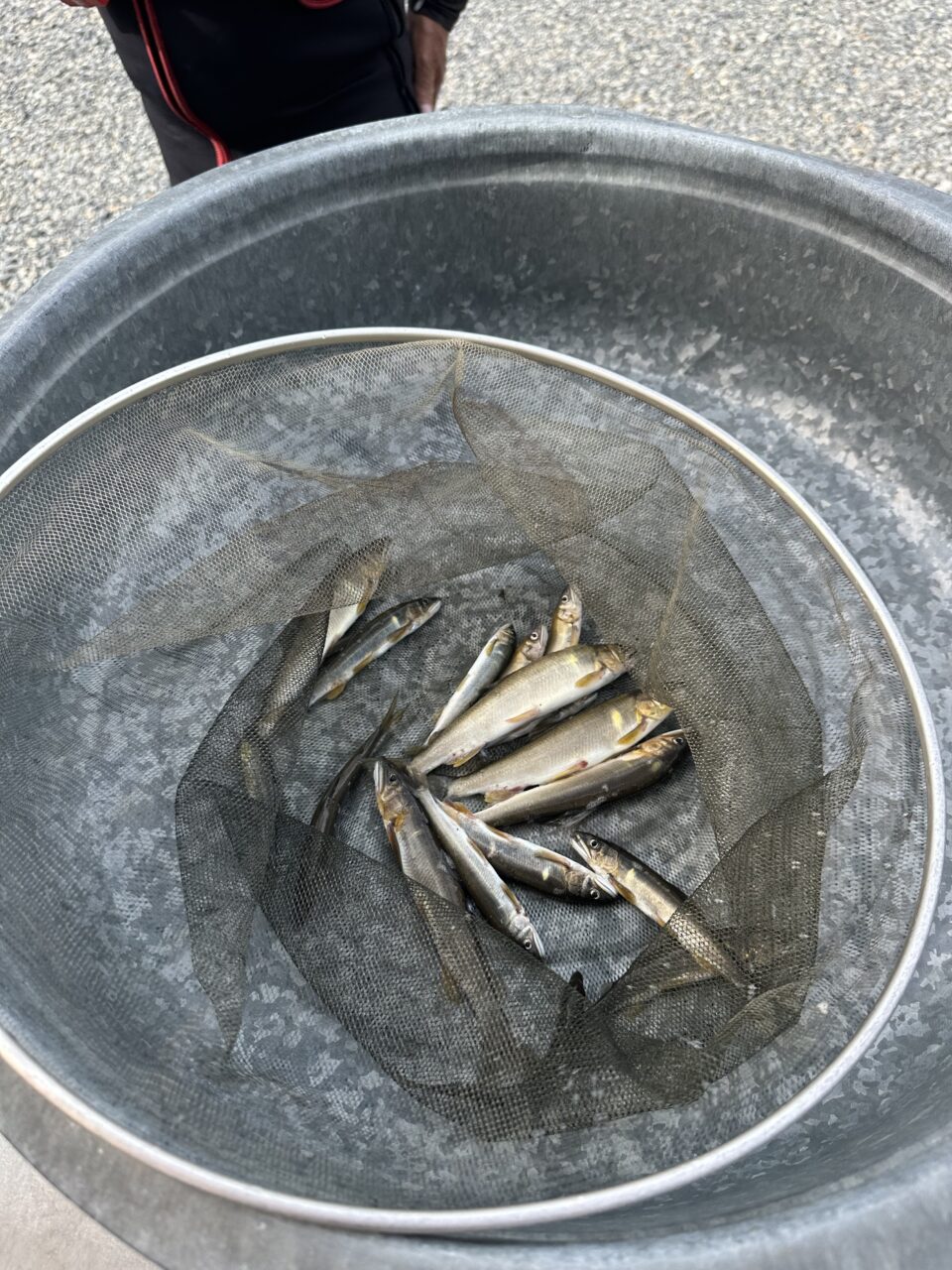 9/25 本日の釣果